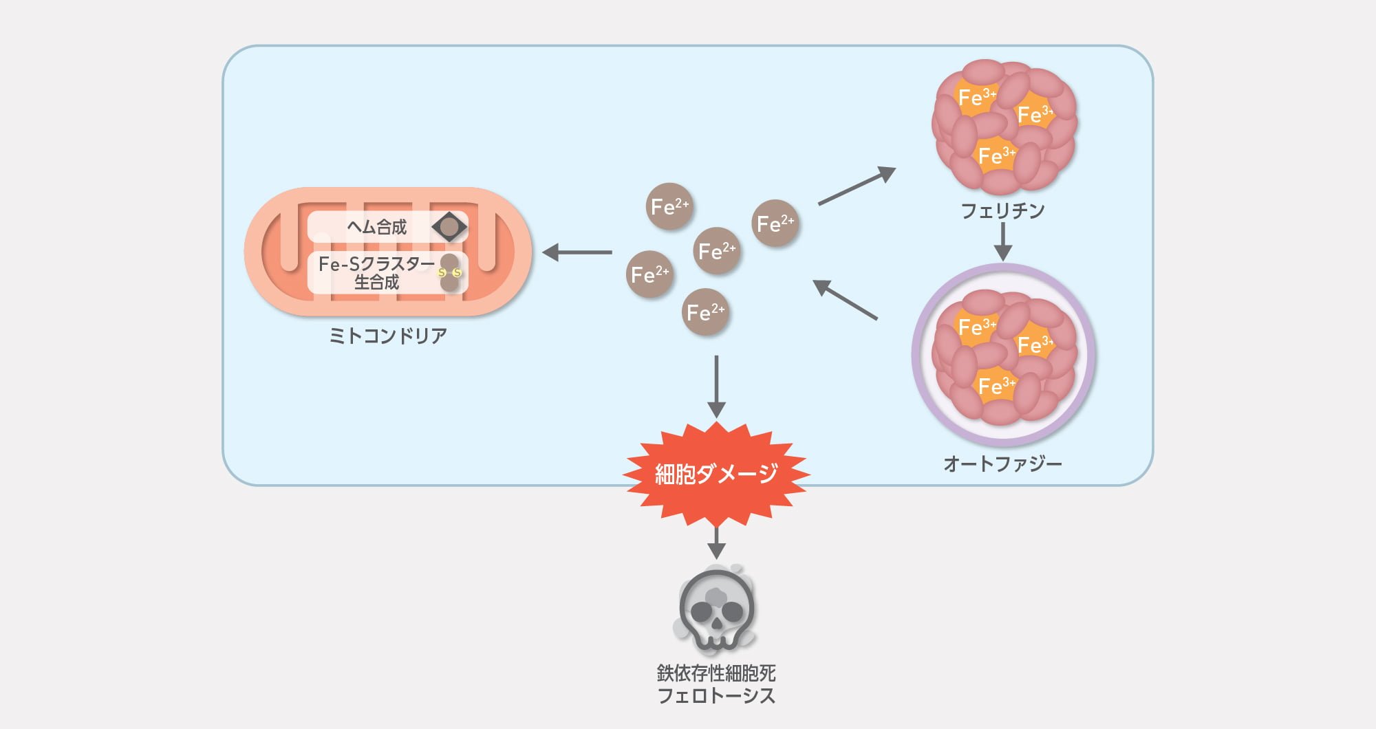 フェロトーシス